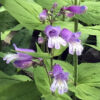 Penstemon smallii - Image 3
