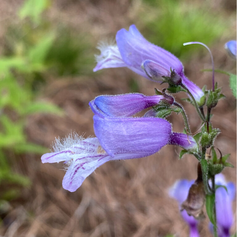 Penstemon smallii - Image 2