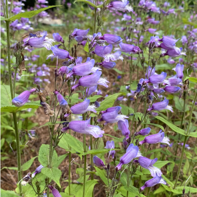 Penstemon smallii - Image 4
