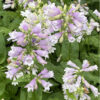 Penstemon smallii
