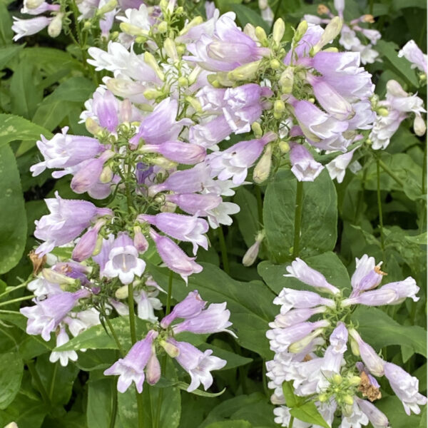 Penstemon smallii