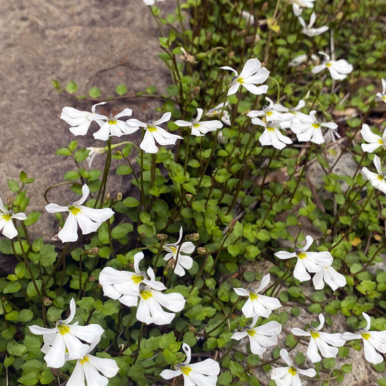 Pratia angulata