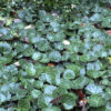 Saxifraga stolonifera 'Cuscutiformis'