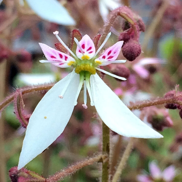 Saxifraga stolonifera 'Cuscutiformis' - Image 2