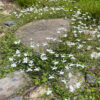 Pratia angulata - Image 2