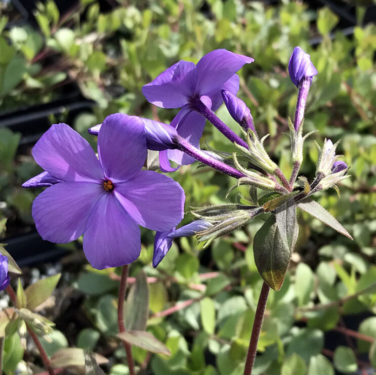 Phlox stolonifera 'Sherwood Purple'