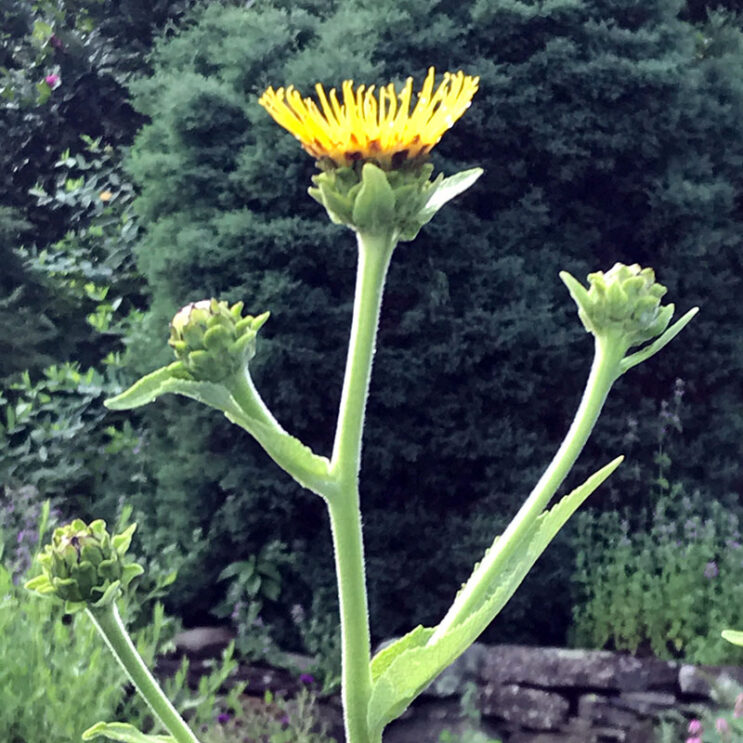 Elecampane - Image 2