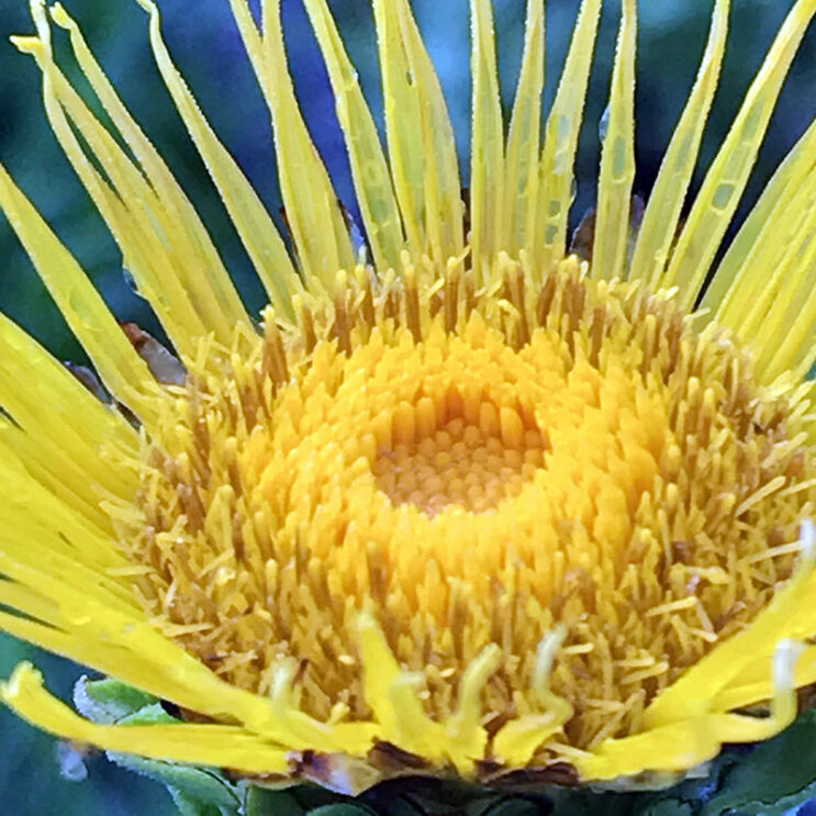 Elecampane - Image 3