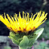 Elecampane