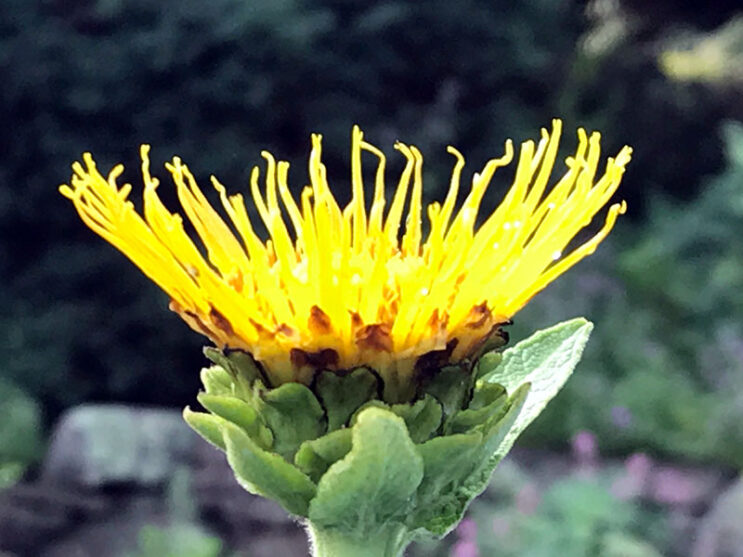 Elecampane