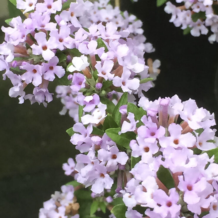 Syringa x lacinta | Putnam Hill Nursery