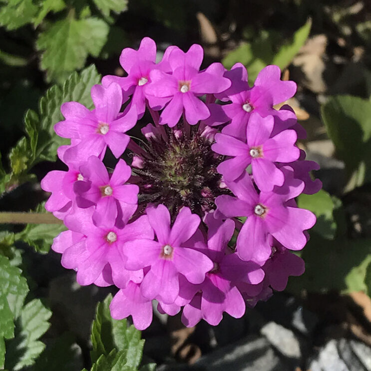 Glandularia canadensis ‘Rosea’ | Putnam Hill Nursery