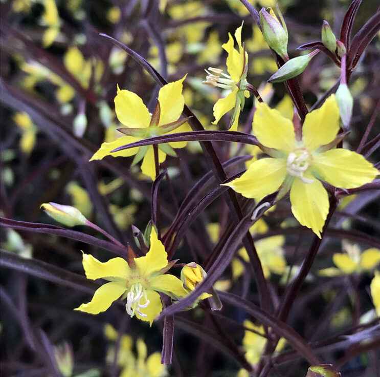 Lysimachia lanceolata 'Burgundy Mist'