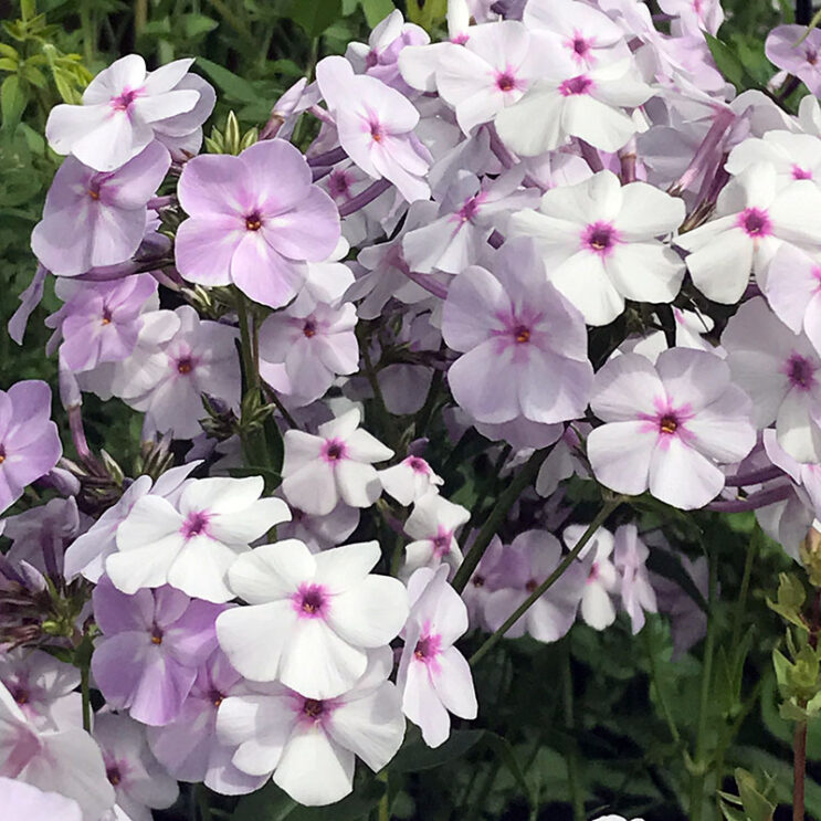 Phlox paniculata 'Fashionably Early Lavender Ice'