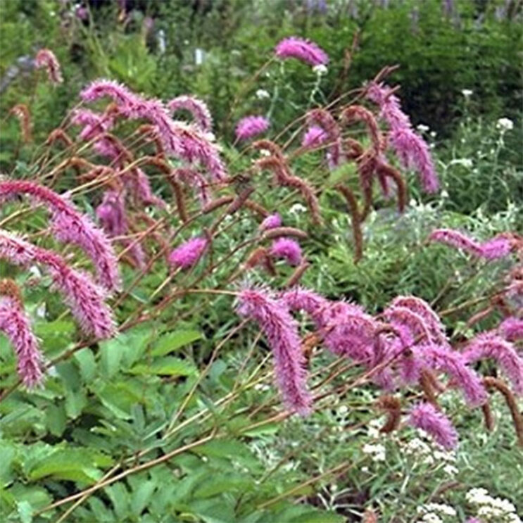 Sanguisorba hakusanensis 'Lilac Squirrel'