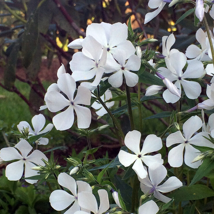 Phlox divaricata | Putnam Hill Nursery