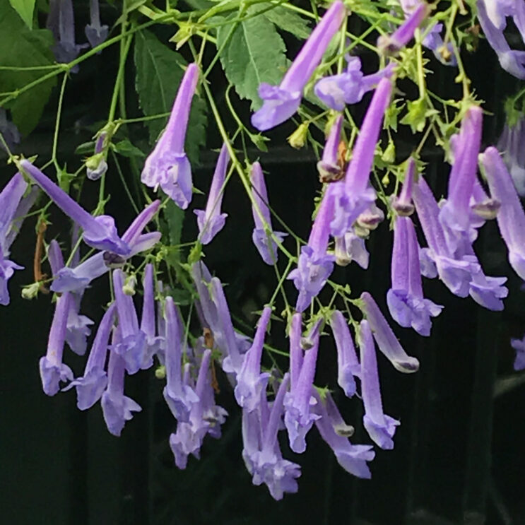 Plectranthus effusus var. longituba