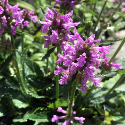 Stachys minima