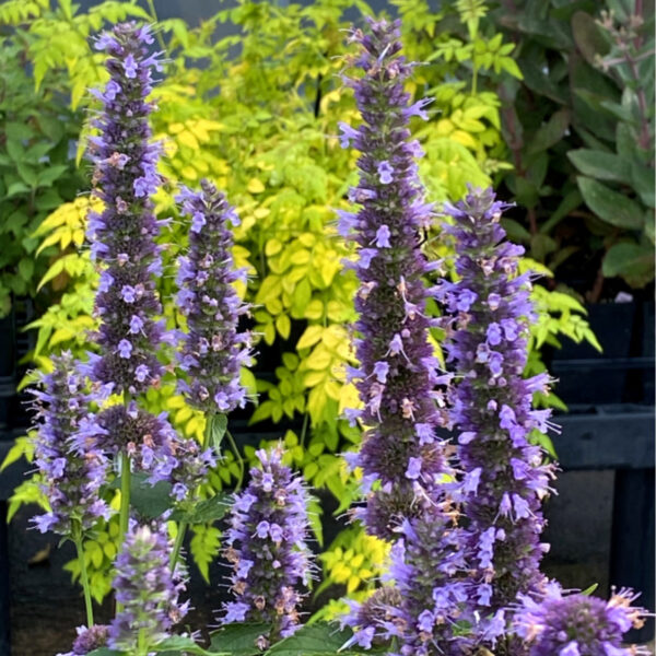 Agastache 'Black Adder'