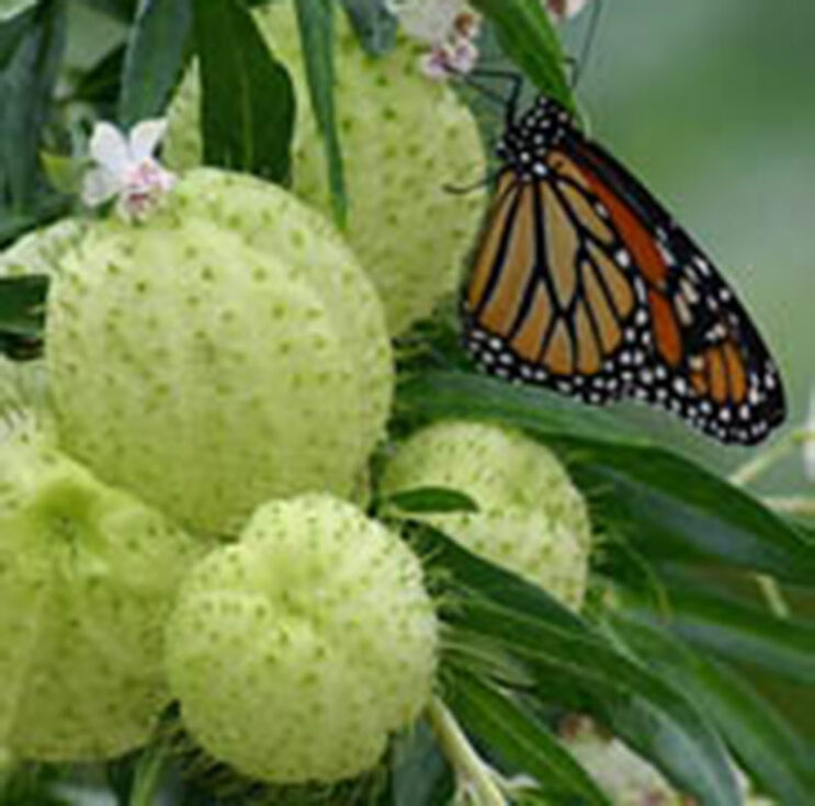 Asclepias (Gomphostigma) physocarpa