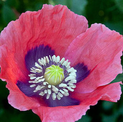 Papaver somniferum Seeds