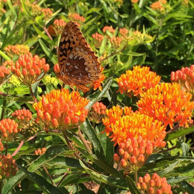 Asclepias tuberosa