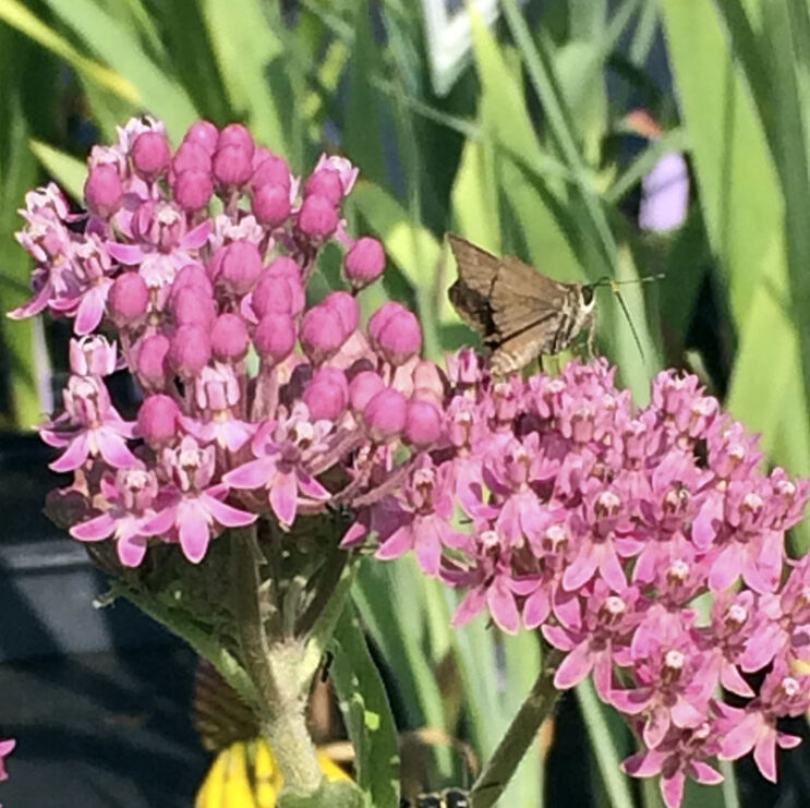 Asclepias incarnata
