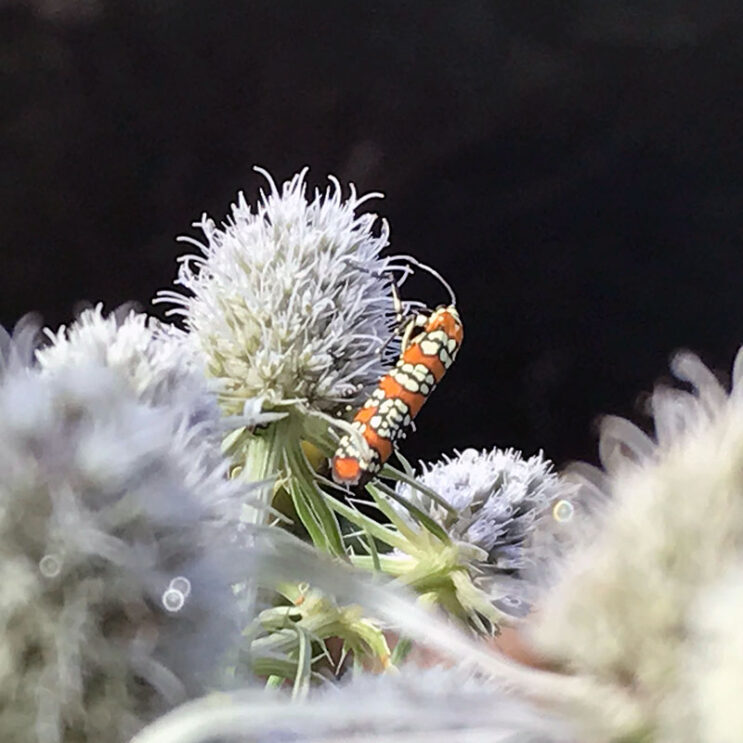 Eryngium aquaticum Seeds Putnam Hill Nursery