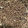 Hibiscus coccineus Seeds - Image 2