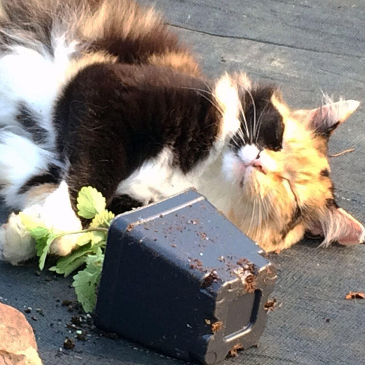 Nepeta cataria Seeds