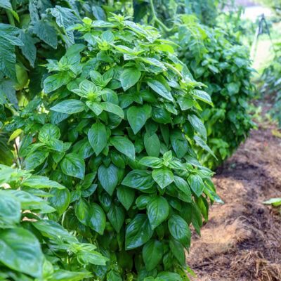 Basil, Everleaf Emerald Towers