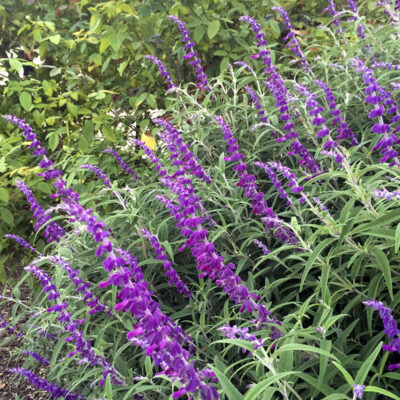 Salvia leucantha 'Midnight'