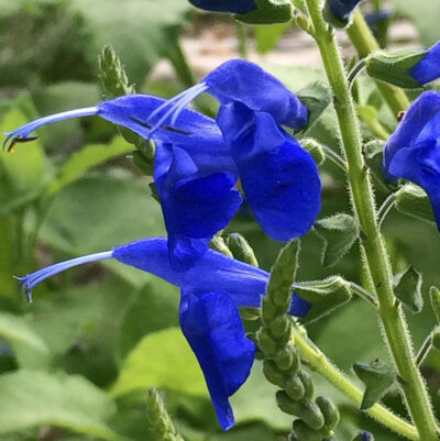 Salvia sagitatta