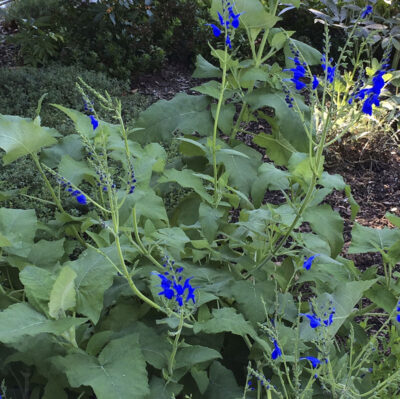 Salvia sagitatta - Image 2