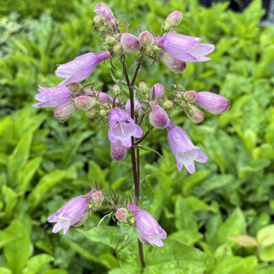 Penstemon calycosus Seeds - Image 2