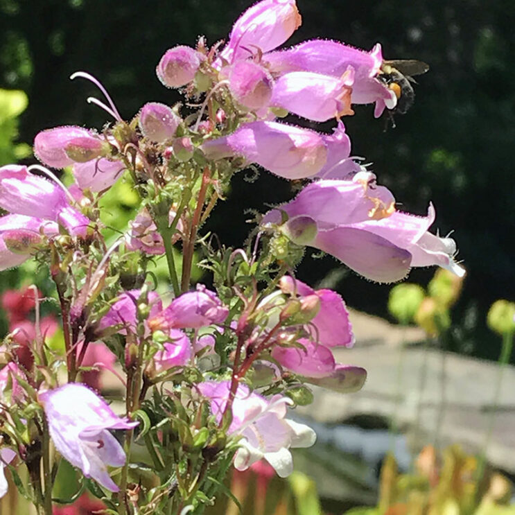 Penstemon calycosus