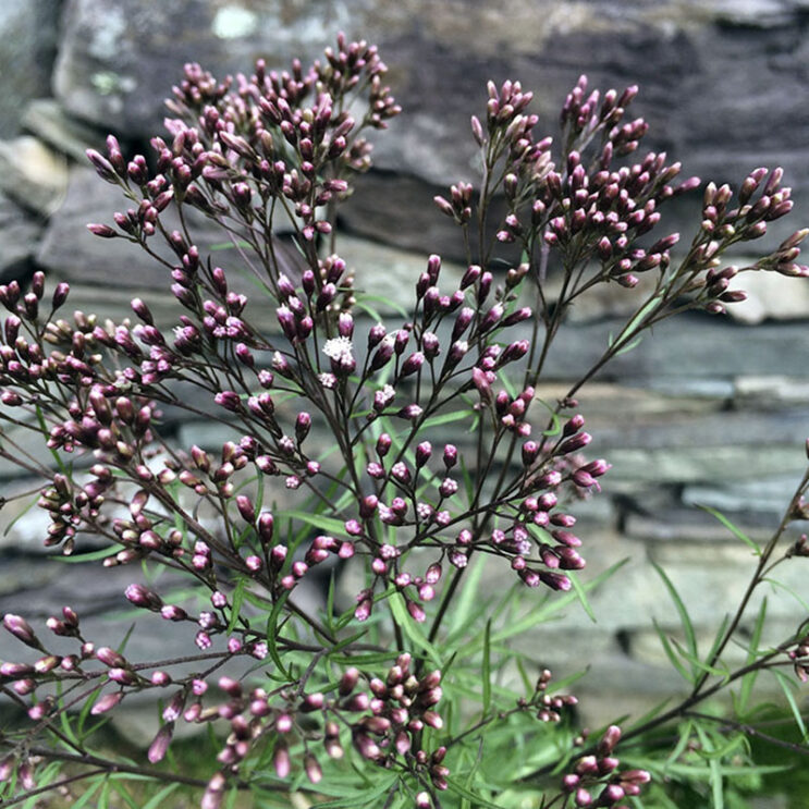 Eupatorium 'Hagoromo'