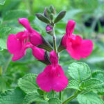 Salvia Microphylla ‘san Carlos Festival’ 