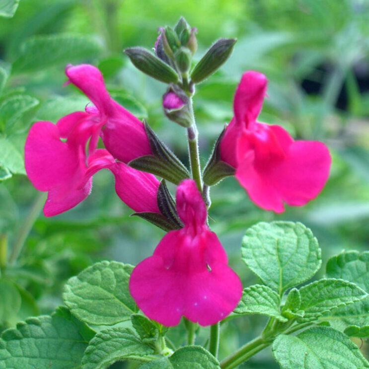 Salvia microphylla ‘San Carlos Festival’ | Putnam Hill Nursery