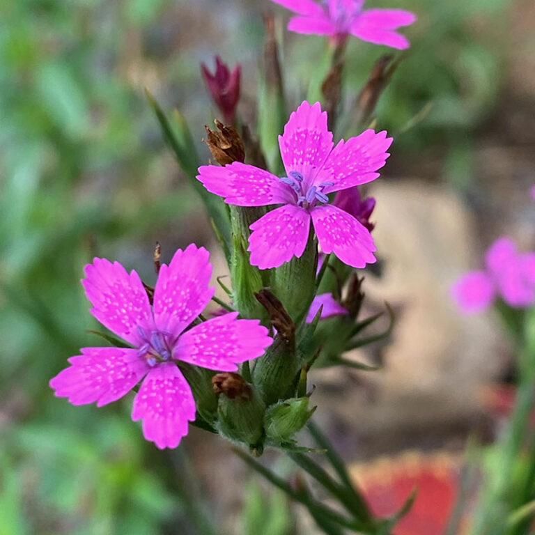 Dianthus armeria Seeds