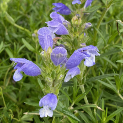 Dracocephalum argunense 'Fuji Blue' Seeds