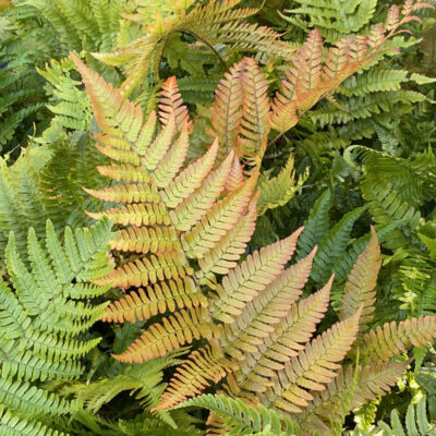 Fern, Dryopteris erythrosora 'Brilliance'