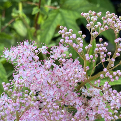 Filipendula rubra 'Venusta'