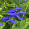 Salvia guaranitica 'Blue Ensign' - Image 2