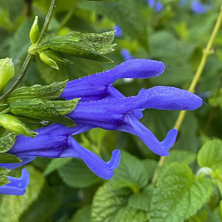 Salvia guaranitica 'Blue Ensign' - Image 2