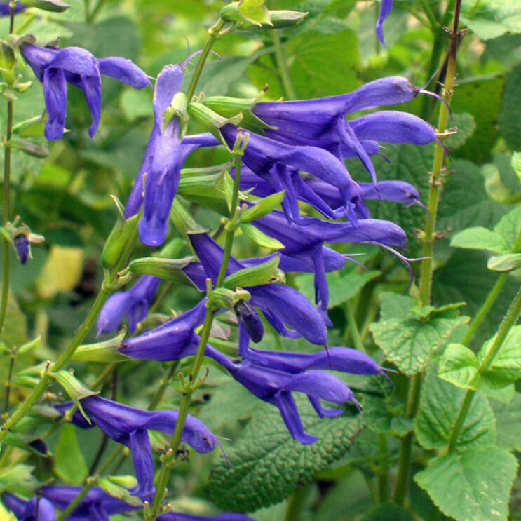 Salvia guaranitica 'Blue Ensign'