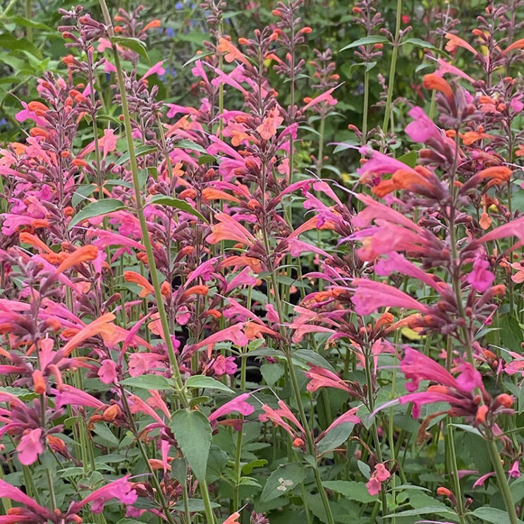 Agastache 'Fruit Loops'
