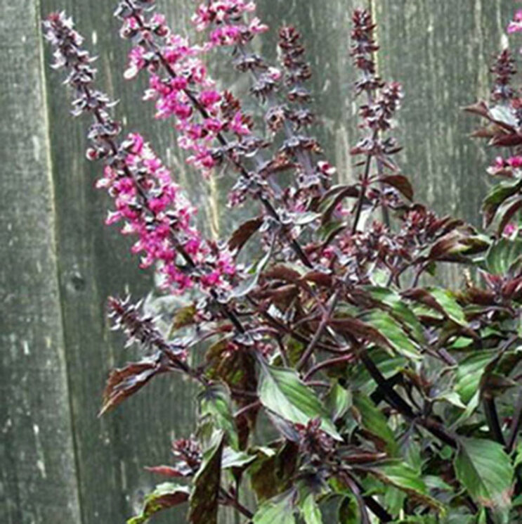 Basil, 'Wild Magic'
