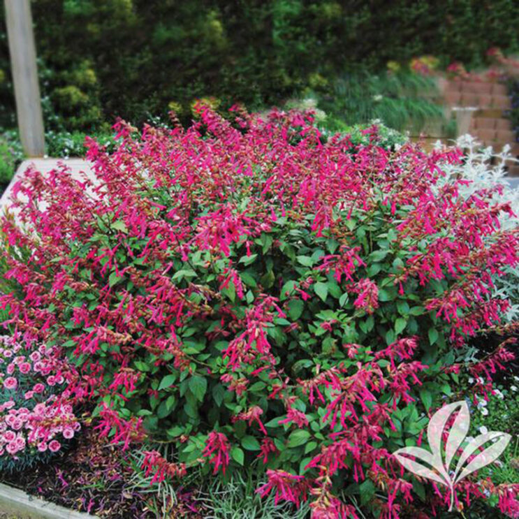 Salvia x hybrida 'Wendy's Wish' - Image 2