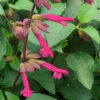 Salvia x hybrida 'Wendy's Wish'